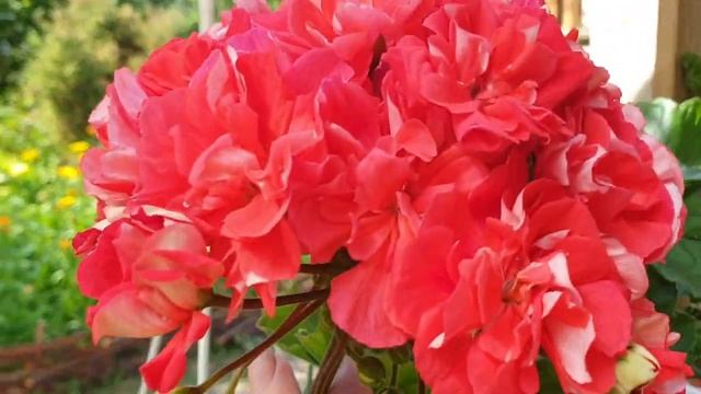 ЮВ Кардинал смотреть онлайн