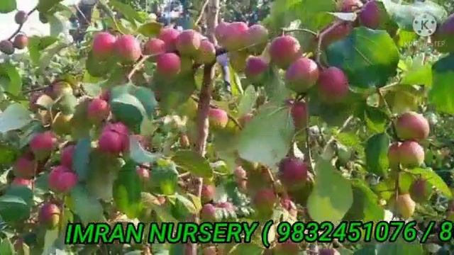 NURSERY APPLE BER PLANT | IMRAN NURSERY | KOLKATA смотреть онлайн