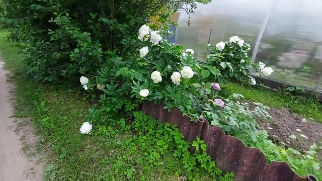 Шикарные #пионы смотреть онлайн