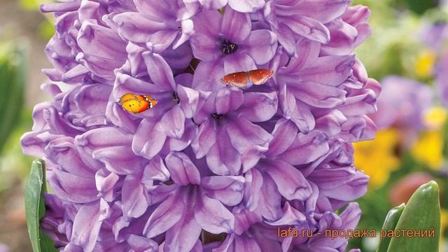 Гиацинт садовый Пёпл Стар (hyacinthus anna marie) ? обзор: как сажать, луковицы гиацинты Пёпл Стар смотреть онлайн