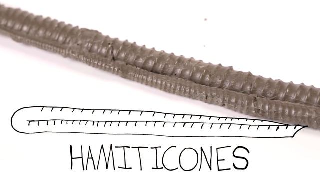 The Amazing Shapes of Ammonites смотреть онлайн