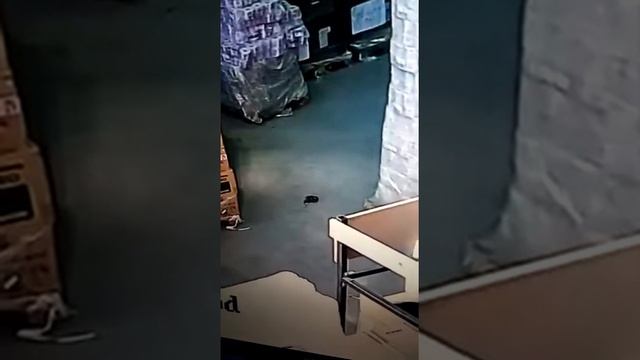 Лиса на складе (ВНИМАНИЕ НЕНОРМАТИВНАЯ ЛЕКСИКА!!!) смотреть онлайн