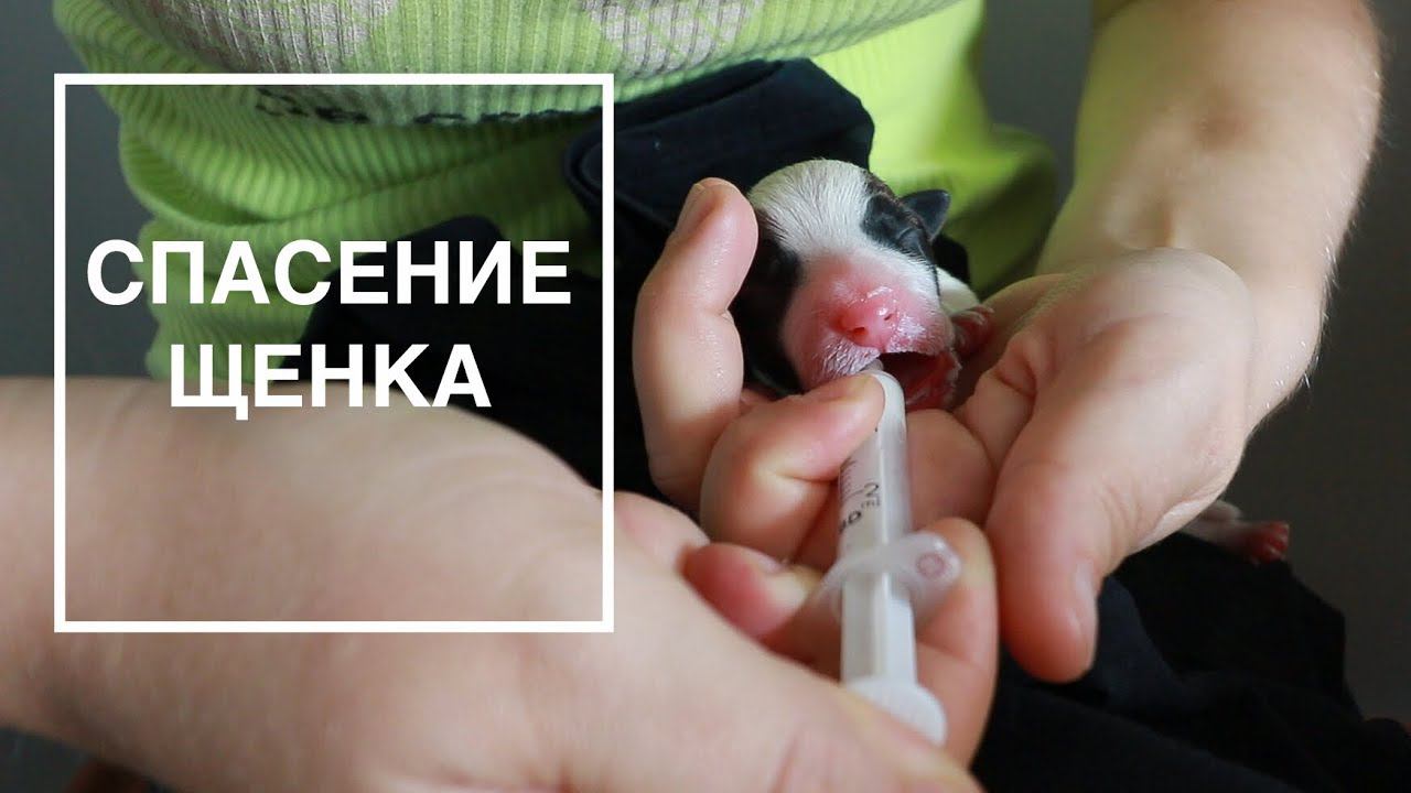 СПАСЕНИЕ ЩЕНКА. ДЕНЬ ПЕРВЫЙ