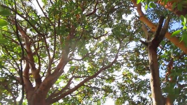 Tropical looking Native Arbutus Trees on the Gulf Island of Canada смотреть онлайн