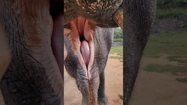 Слон кушает банан ? ? Elephant eats a banana смотреть онлайн
