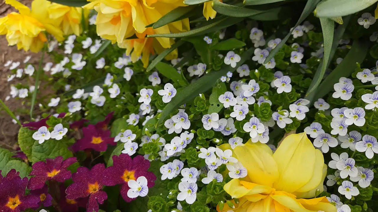 Вероника нитевидная. Заполонила всю клумбу!