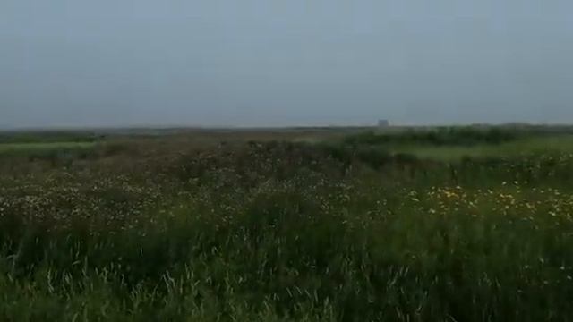 Гербицид Мегалит, ВР (д.в. клопиралид + пиклорам) на Яровом Рапсе в Красноярском крае. смотреть онлайн