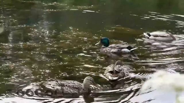 видеоэкскурсия Дикие утки смотреть онлайн