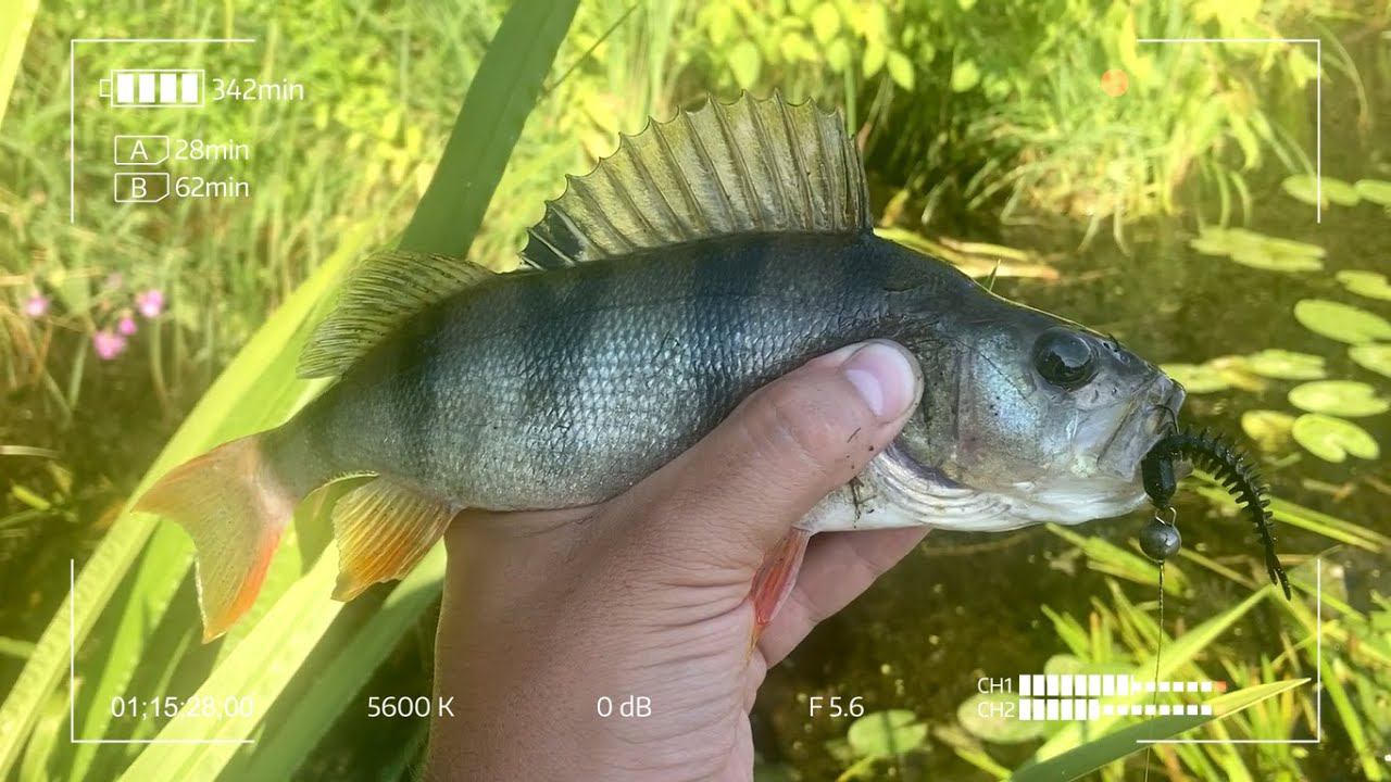 Лимитированный слаг для микроджига смотреть онлайн