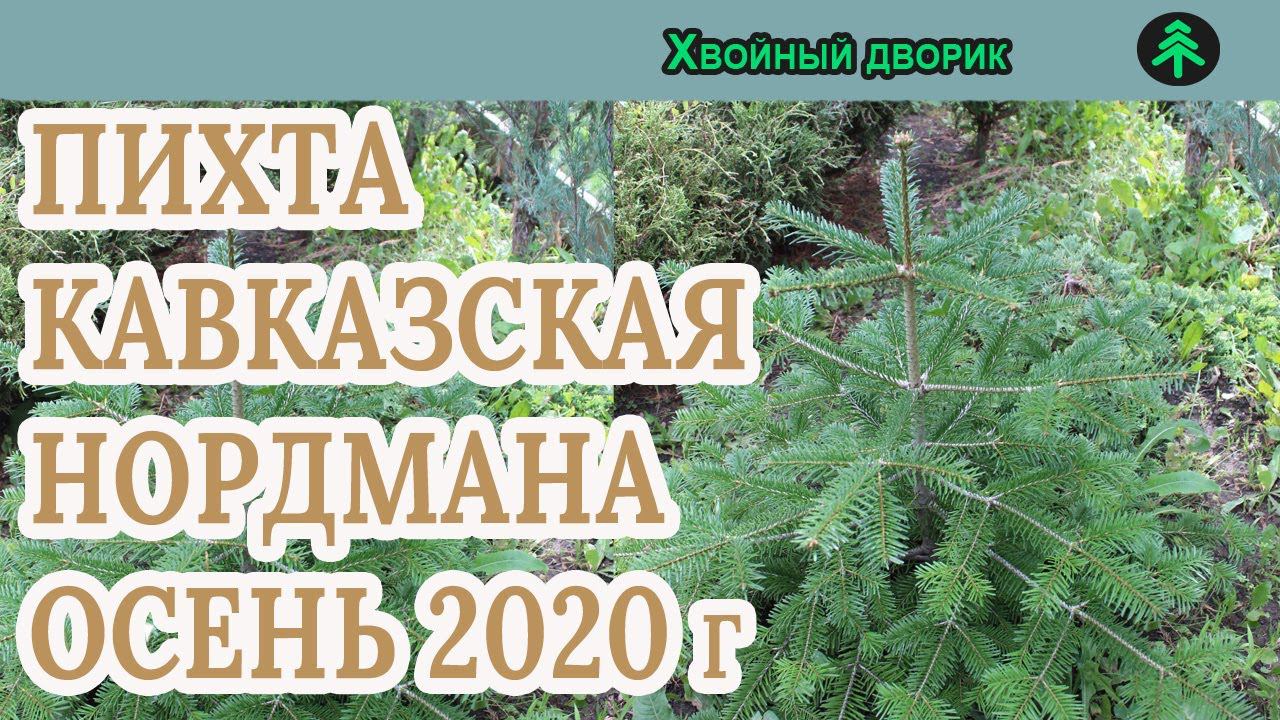Пихта кавказская Нордмана Сезон осень 2020 года (Обзор) питомник Хвойный дворик смотреть онлайн