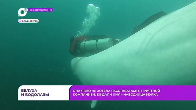 Без комментариев. Белуха и водолазы смотреть онлайн