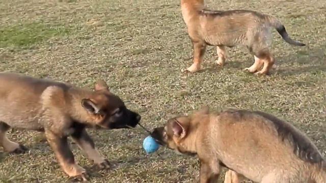 Инстинкт добычи. Щенки немецкой овчарки зонарного и чёрного окрасов. смотреть онлайн