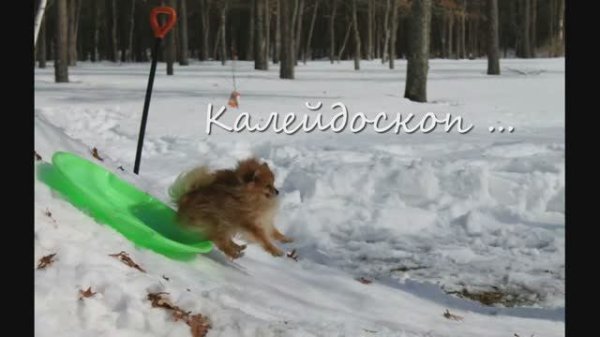 257 Orchester Martin Mohle - Schwarze Augen