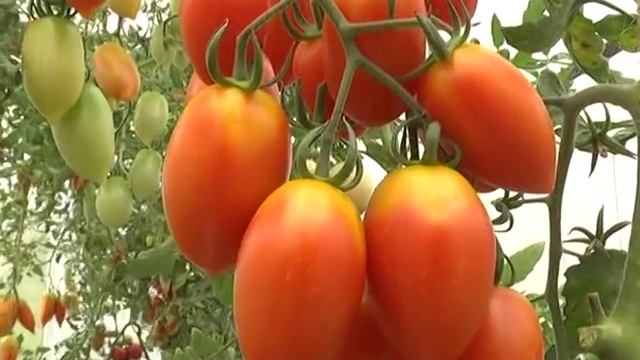 Томаты - сорта, правила выращивания и подкормки. Распространенные болезни. смотреть онлайн