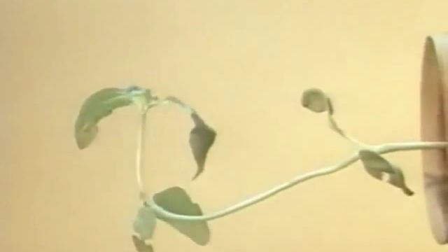 Движение растений Movement of plants 1 смотреть онлайн