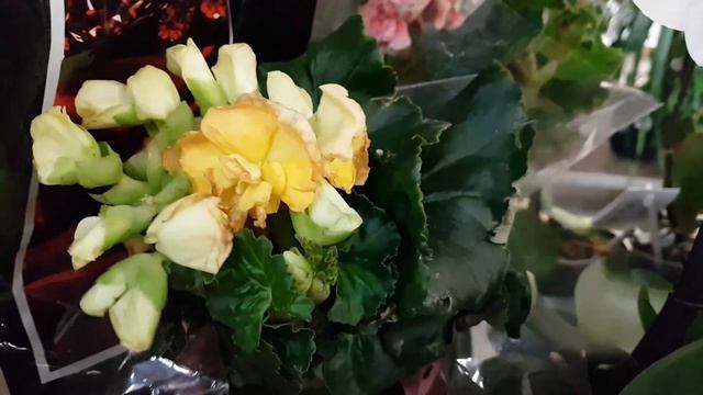 Уценка: бегонии, пеперомии, спатифиллум Сенсация, амарилис, сенполии, азалия, фатсия, орхидеи... смотреть онлайн