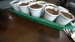 Сеем баклажаны в стаканчики
