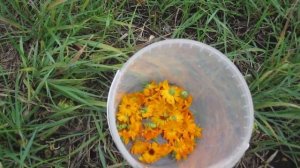 Чем полезна календула и как ее выращивать и собирать.