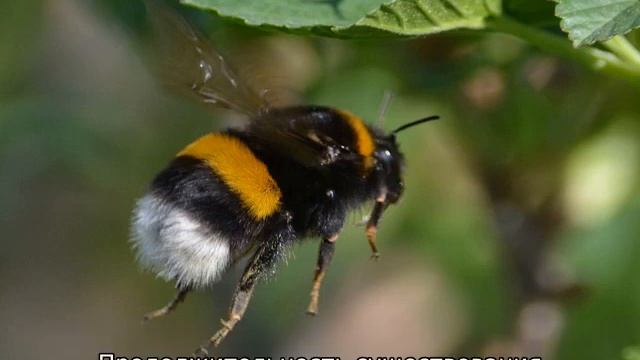 Дикая Природа Online