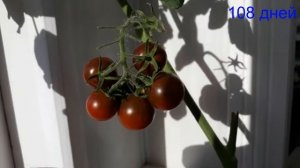 Помидор Черри на балконе за 115 дней. От посадки до урожая.