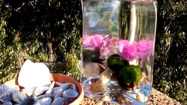 Ракушки , лягушки и умелые ручки . Мексика - Аризона смотреть онлайн