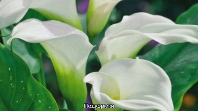 Цветы каллы — как посадить и ухаживать смотреть онлайн