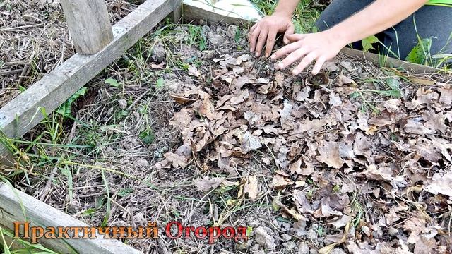 Не упустите момент! Потом будете жалеть, что не посеяли сидераты сейчас. смотреть онлайн