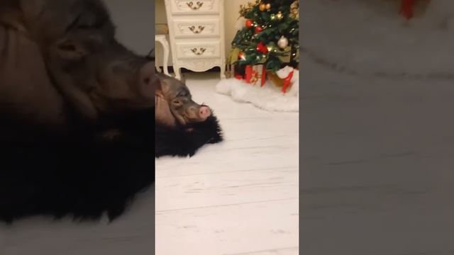 Распорядок дня Кабана. Минипиг Мэна. смотреть онлайн