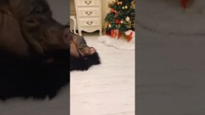 Распорядок дня Кабана. Минипиг Мэна.