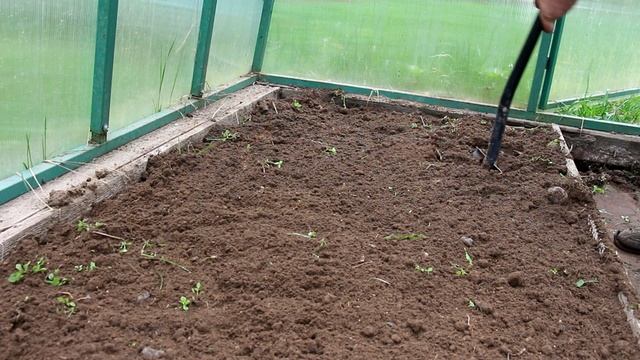 ВЫСАЖИВАЕМ РАССАДУ ТОМАТОВ В ТЕПЛИЦУ! ОСНОВНЫЕ ПРАВИЛА! смотреть онлайн