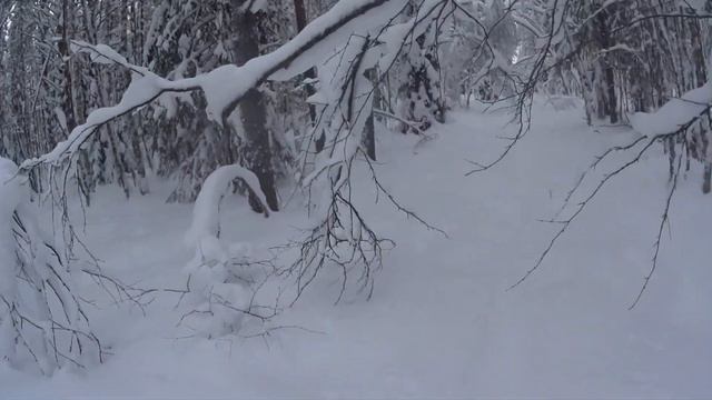 Проверка путика капканов на куницу,с полем!!! смотреть онлайн