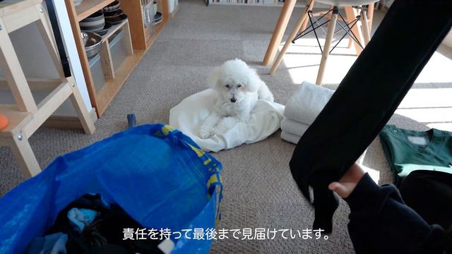 トイプードルのいる暮らし | 日常Vlog : 寝言の撮影に成功！ смотреть онлайн