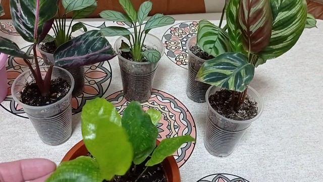 Комнатные цветы. Марантовые. Ктенанты и калатеи в декабре. смотреть онлайн