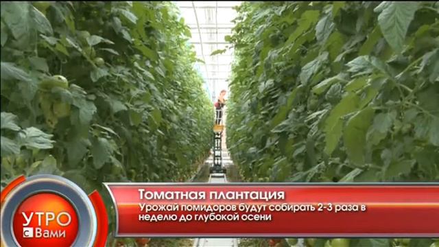 Томатная плантация - "Утро с Вами" 25.04.2013 смотреть онлайн