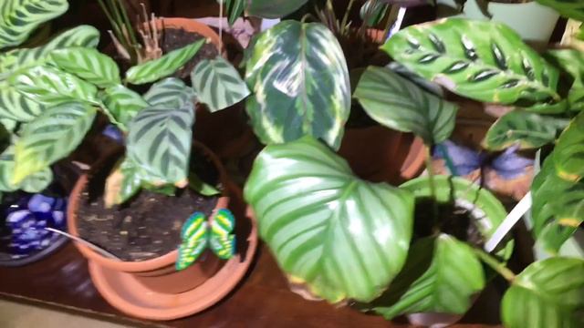 Calathea Collection Intro смотреть онлайн