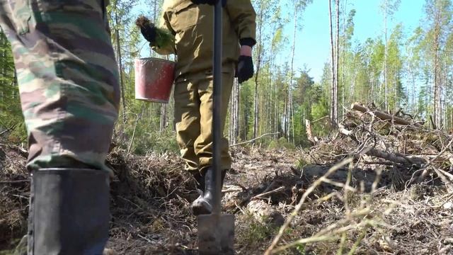 Лесопосадки - обязательная часть лесопользования на арендованных делянках смотреть онлайн