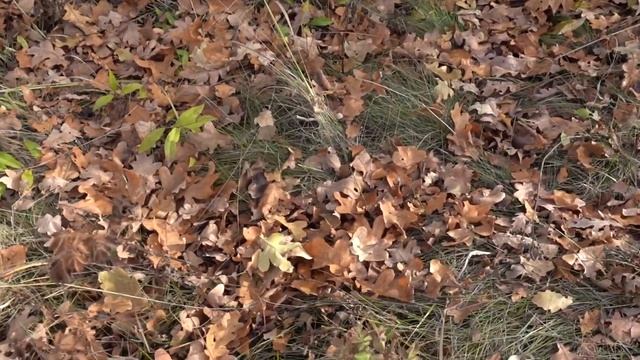 КАК ПОВЫСИТЬ УРОЖАЙНОСТЬ В САДУ И ОГОРОДЕ В ДВА -ТРИ РАЗА / КОМПОСТ ИЗ ЛЕСА смотреть онлайн