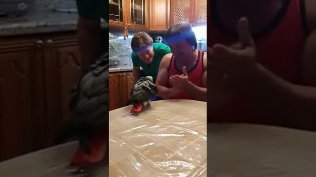 Феликс Царикати и его попугай смотреть онлайн