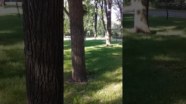 Харьков туристический. Достопримечательности Харькова. Парк Горького. Белкин завтрак. смотреть онлайн