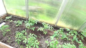 САЖАЕМ ПРАВИЛЬНО ТОМАТЫ В ТЕПЛИЦУ! ТЕПЛИЦА ПОМИДОР
