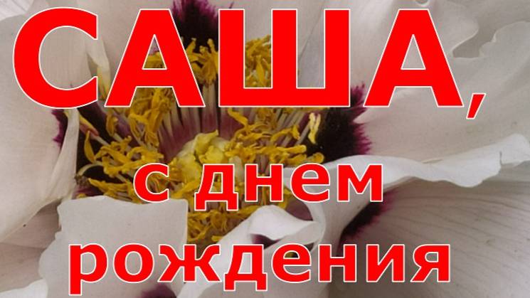 САША, С ДНЕМ РОЖДЕНИЯ смотреть онлайн
