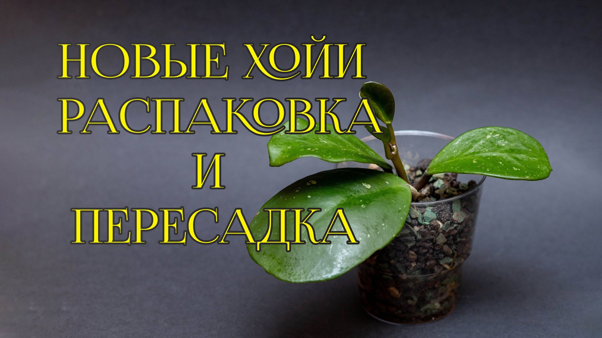 Распаковка растений и пересадка смотреть онлайн