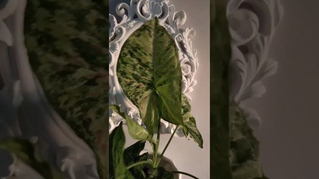 Мой малыш растет: сингониум конфетти триколор ?? смотреть онлайн