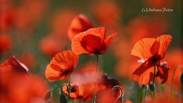 ERNESTO CORTAZAR - It was love at first sight_x264 смотреть онлайн