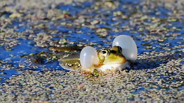 Лемурштайн - Лягушьи Сопли (Милая Моя Лягушка 2011) смотреть онлайн