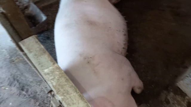 Количество поросят растёт, но дифицит есть. смотреть онлайн