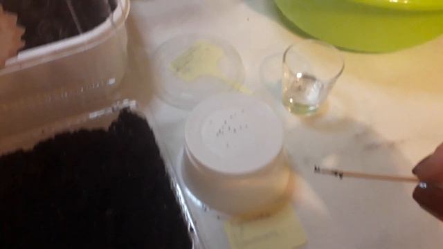 Сеем клубнику , землянику смотреть онлайн