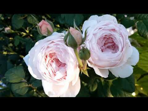 Грустить не стоит, право, в феврале... смотреть онлайн