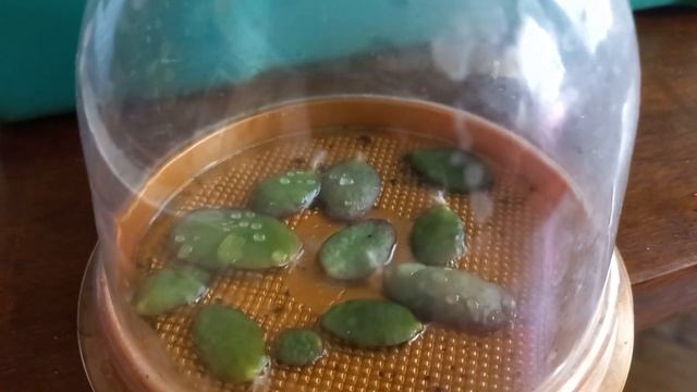 ЧЕРЕНКИ РИПСАЛИДОПСИСОВ - ШИКАРНЫЕ КРАСАВЦЫ ! ??? смотреть онлайн