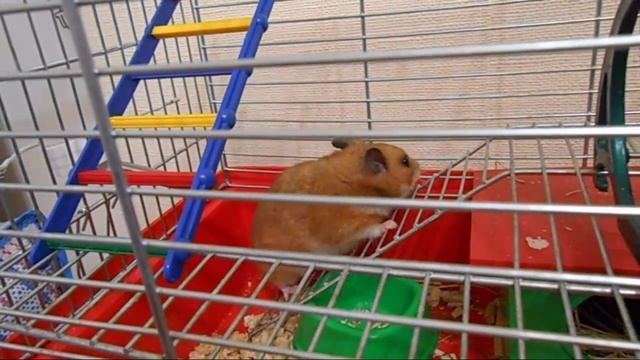 Хомяки в домашних условиях смотреть онлайн